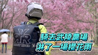 【旅遊】我在武陵農場淋了一場櫻花雨｜把握短暫的晴天機會｜抱著必濕決心出發｜2022武陵櫻花祭｜我需要一個酷酷的防水背包 @itskangan｜R3 , DRZ400