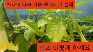 화단에 심어놓은 '천사의 나팔 꽃' (겨울 월동은 반드시!! 이렇게 하세요!!)