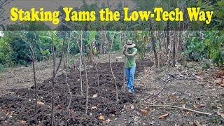 Staking Yams the Low-Tech Way