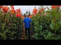 He's Been Growing Dahlias Since He was 10 Years Old! 🤯👨‍🌾🌸 Meet The Farmer: Dan From Dan's Dahlias!