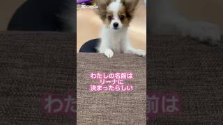 ５ヶ月の子犬リーナと4歳の先住犬ハナの日常