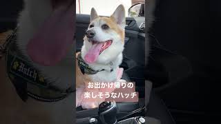 【コーギー】病院行った後に公園でお散歩してきた#shorts #コーギー #corgi #ドライブ