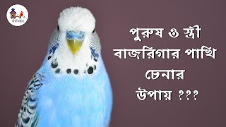 বাজরিগার পাখির স্ত্রী পুরুষ চেনার উপায়  || Budgie's Male Female Check