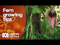 What fern is right for you? We visit a Botanic Garden to find out | Gardening Australia