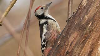 Middle-Spotted Woodpecker