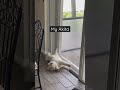 my akita vs normal dogs sleeping