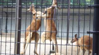 カンガルーのケンカ kangaroo fight