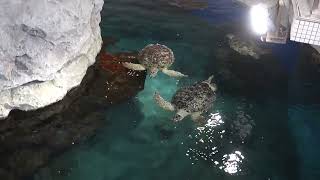 名古屋港水族館　ウミガメ