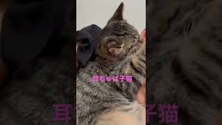 耳を吸う子猫　#かわいい #保護猫 #子猫