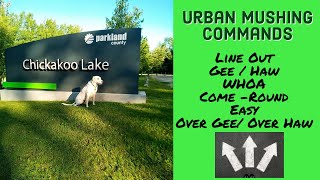 Urban Mushing Commands - Bikejoring with SPRITE