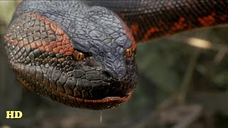 Anaconda Documentary - The Giant Monster [ National Geographic Documentary 2020 HD ]
