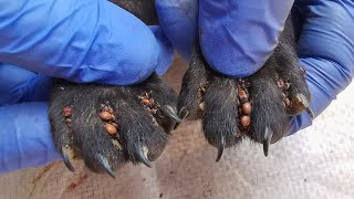 Helping Small Poor Dog By Completely Remove Ticks From Them | Dog Ticks Removal Video