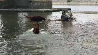 【大型犬の川遊び】流木を引っ張って遊ぶアイリッシュセターTwo Irish setters that pull trees and come together