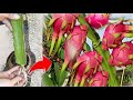 How to Grafting Dragon Fruit Coconut with Aloe Vera Growing Faster 100%