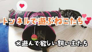 みつまたプレイトンネルで遊ぶ猫【アメリカンショートヘア】