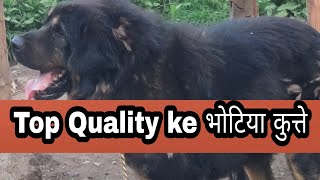 pure bhotia dog kese dikhte he पुरानी नस्ल के कुत्ते uttarakhand wale