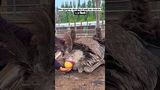 Did You Know Ostrich Farming Is a Growing Business in China? #shorts #OstrichFarming #OstrichEggs