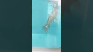 2023.10月12日初心者金魚飼育　薬浴2日目　白い糸状のもの姿を消す🙂