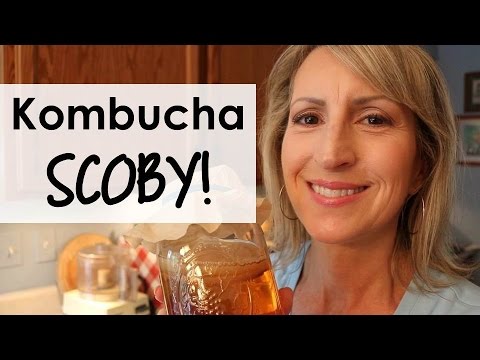 How to Make Your Own KOMBUCHA SCOBY for Kombucha Tea! How to Make Your Own KOMBUCHA SCOBY for Kombucha Tea!