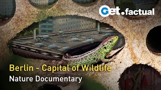 Berlin Gone Wild | Full Nature Documentary