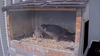 20240706隼爸带来两餐迷你饭，隼妈都喂给了小拖鞋 Dad brought two mini meals（U of A Peregrine falcon）