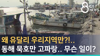 [G1뉴스]동해 묵호만 고파랑..무슨 일이?