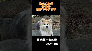 み太くんの今日のおやつキャッチ139日目#秋田犬  #akitainu #毎日投稿