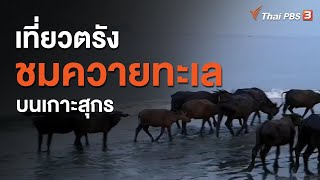 เที่ยวตรังชมควายทะเลบนเกาะสุกร (26 มิ.ย. 63)