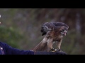 redtail hawk flying slow motion