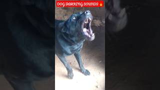 aggressive dog barking#youtube #trending #viral  #dog#shots
