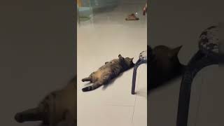 Most funny moments of dogs and cats in 2025 #cat #funny #pets #2025 #dog #funnyanimals #funnydogs