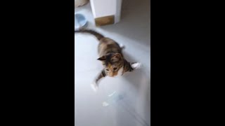 집사가 한살이라도 어릴 때 고양이를 키워야 하는 이유 - The reason why you have to adopt a cat when you are young