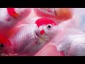 discover the soothing world of aquarium 4k video discovering deep sea swarms