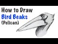 How to Draw Bird Beaks | Pelican Beaks | front view