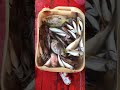 i caught a lot of fish and put the strange fish back into water ត្រី​អីអត់ស្គាល់ fishing shorts