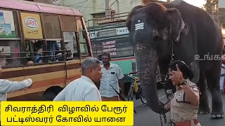 பேரூர் பட்டிஸ்வரர் கோவில்  யானை சிவராத்திரி புறப்பாடு | Sivarathiri Updates |  மகா சிவராத்திரி