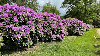 Rondje rododendrons in Twente