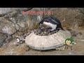 【ヒゲペンギン】小石集め、でもその小石は・・・