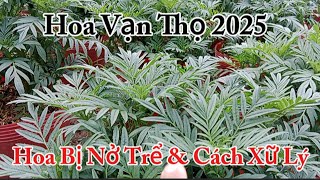 Trồng Hoa Vạn Thọ tết 2025 Cách Xử Lý Hoa Nở Trể Cho Nụ Bông Trổ Đúng Tết  | Cuộc Sống Miền Tây