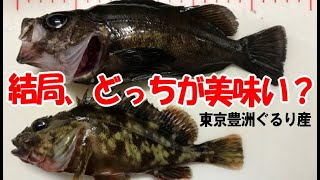 豊洲ぐるり公園のデカメバルとカサゴを釣って食べ比べてみた。結局どっちが美味しいのか！？