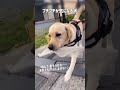 プチプチが気になる犬★ shorts labradorretriever 大型犬 ラブラドールレトリーバー dog