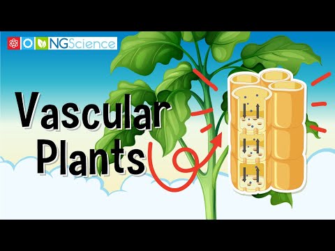 What are the vascular system of plants?