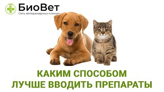 Способы введения лекарств кошкам и собакам