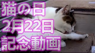 猫の日【２月２２日】記念動画【にゃんにゃんにゃんの日】