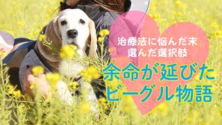 過度な治療をしない犬生で余命が延びたビーグル物語