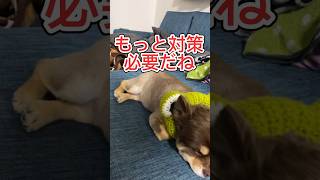 痒いのか痛いのか虫刺されなの？#shorts #犬 朝イチで病院行こ