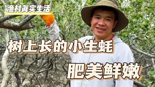 有一种树长在海边以咸淡水为生，树上长的小生蚝肥美鲜嫩，深受渔村人喜爱。#赶海 #我的乡村生活 #乡村生活 #趕海 #生活