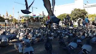 慢動作的鴿子 #SLOW MOTION pigeons in #barcellona with Samsung Galaxy  s7 edge