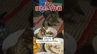 ネッコの動画で笑ったら寝ろｗｗｗ　#2ch #2ch動物スレ #2ch面白いスレ #動物 #犬 #猫 #癒やし #ねこ #2chほのぼの #ネコ