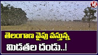 Telangana Agriculture Sector To Be Severely Affected By Locust Attacks, High Alert | V6 Telugu News